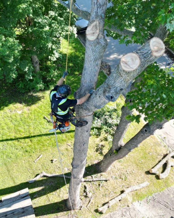 Tree Removal ArboMTL