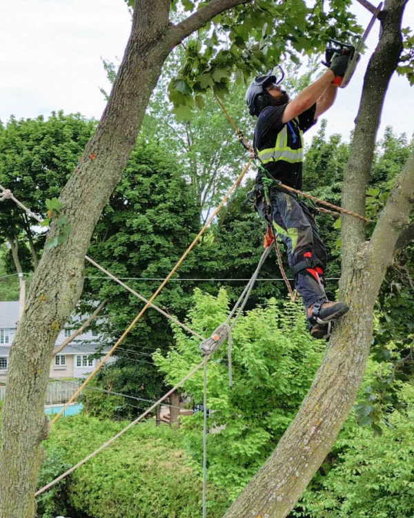 Tree Pruning ArboMTL