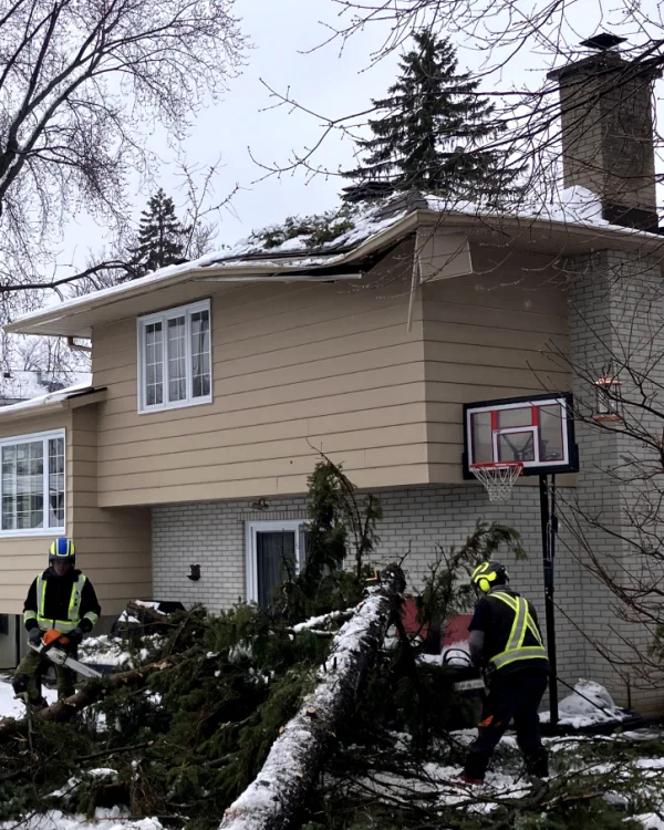 Emergency Tree Service ArboMTL