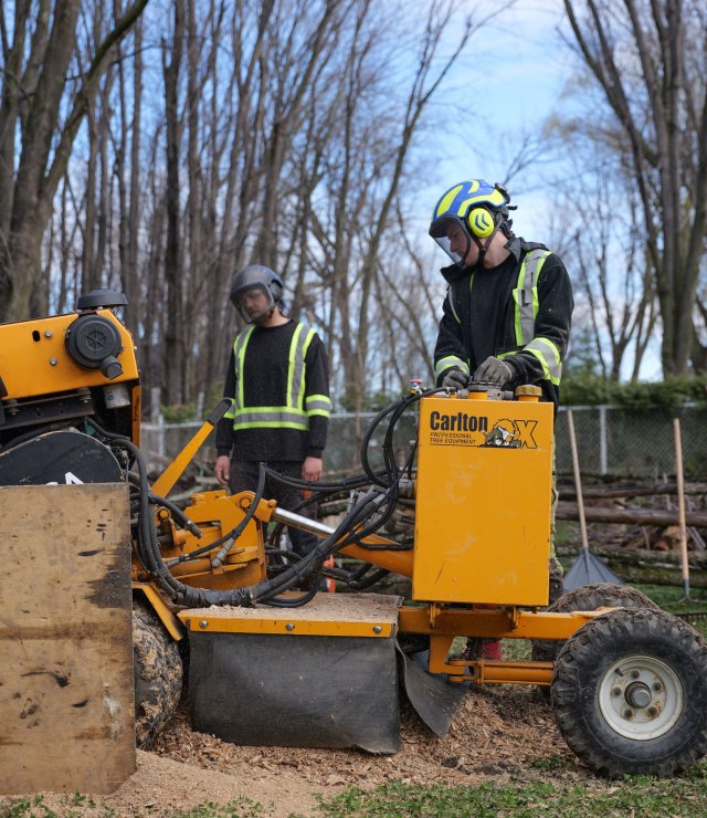 2024 04 tree stump grinding ndip 01
