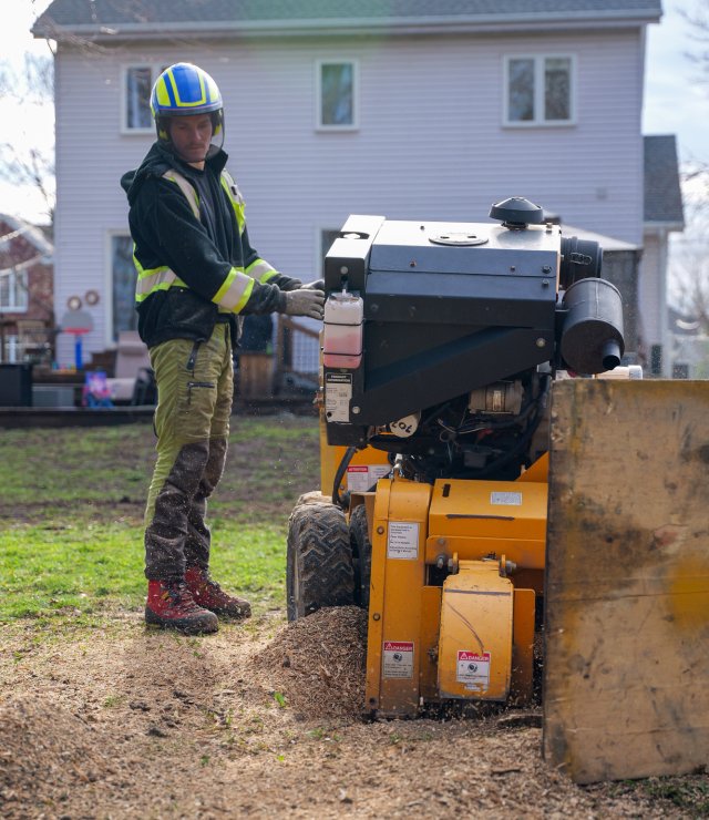 2024 04 tree stump grinding ndip 02