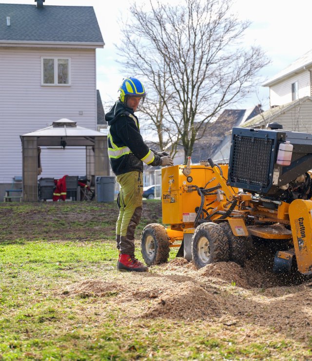 2024 04 tree stump grinding ndip 03