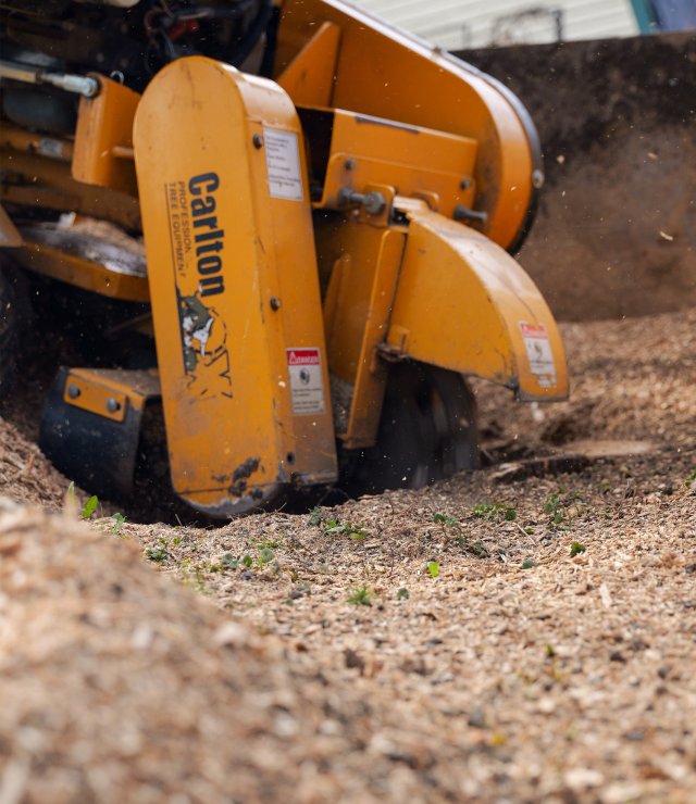2024 04 tree stump grinding ndip 07
