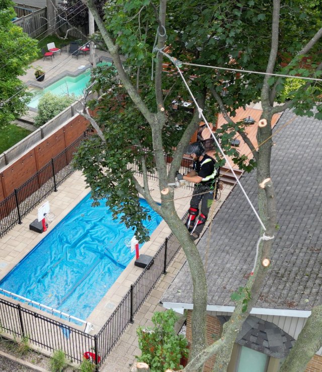 Jean michel in tree pruning by arbo mtl in pointe claire 2022