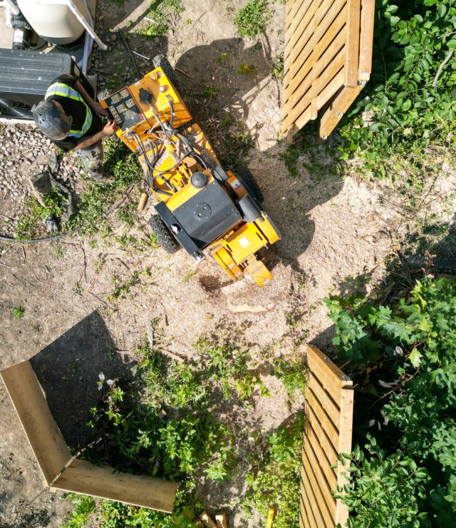 Mateo tree july 2022 3 top view stump removal
