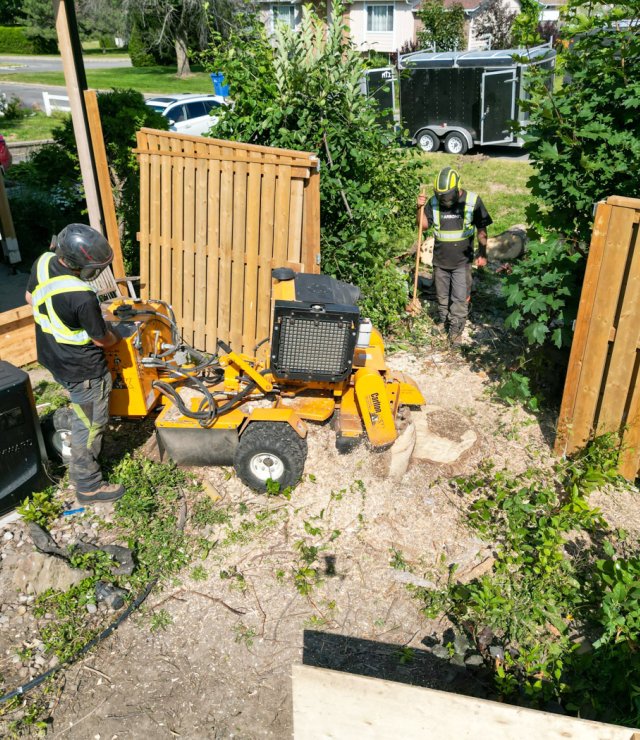 Mateo tree july 2022 4 top view stump removal