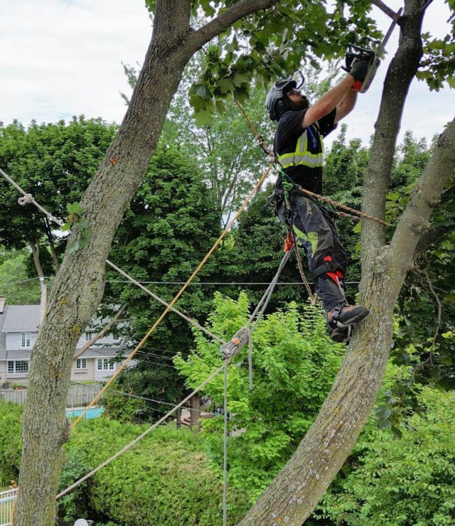 Pruning tree branches arbo mtl 2022 pointe claire