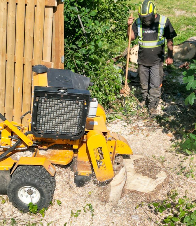 Stump removal team arbo mtl grinding a tree stump