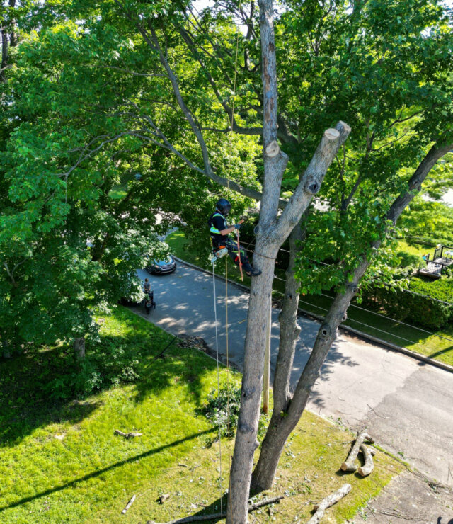 Tree cutting removal arbo mtl arborist in tree cutting with chain saw picture taken by drone at pointe domaine west island montreal