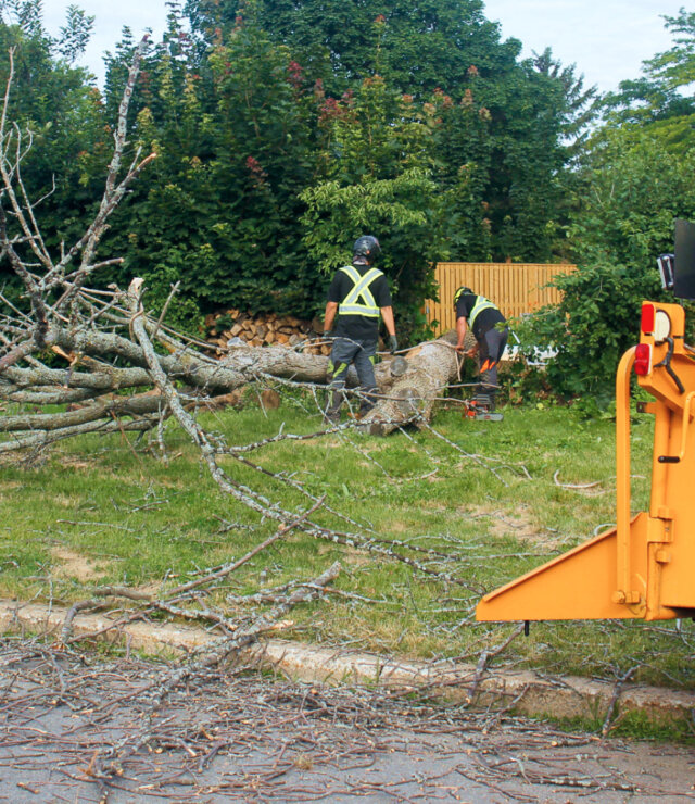 Tree removal ile perrot dead ashe tree