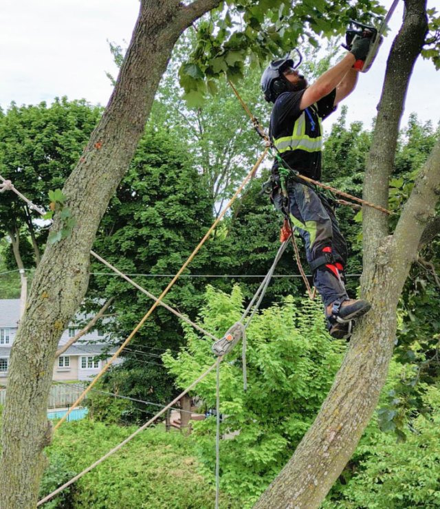 Tree removal pruning branches arbo mtl services arborist in the tree with chainsaw cutting tree way high up