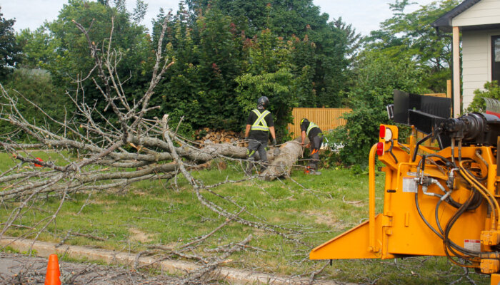 Tree Removal – Tree Service | Arbo MTL