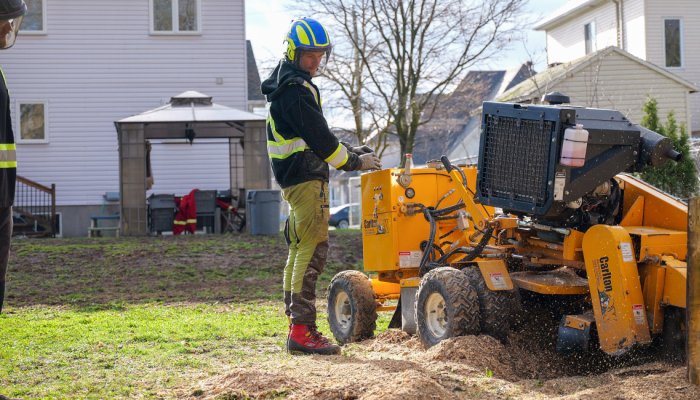 Stump Removal – Tree Service | Arbo MTL