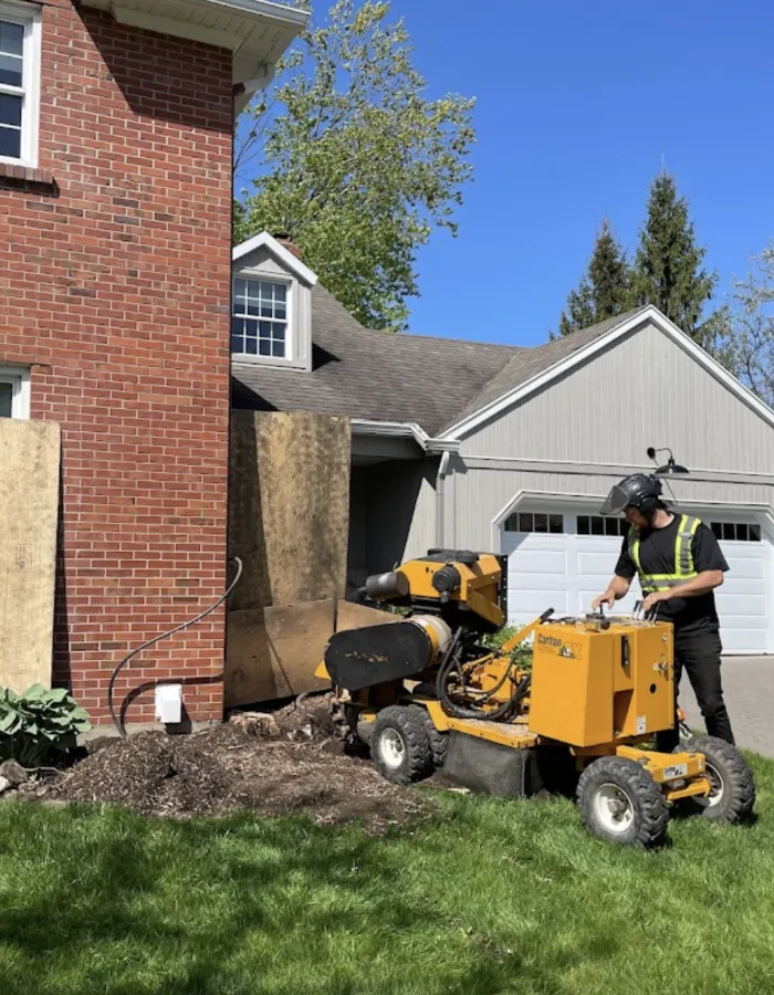 Tree stump removal review Beaconsfield ArboMTL