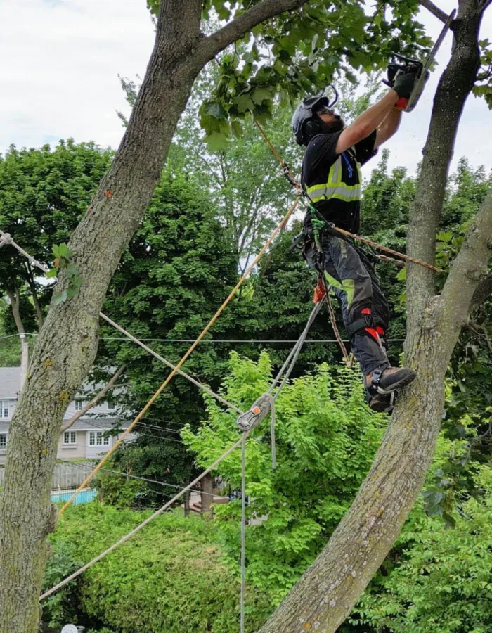 Pruning tree branches arbo mtl 2022 pointe claire Beaconsfield ArboMTL