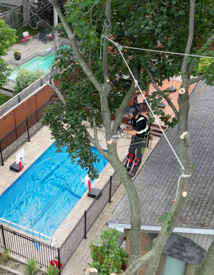 Jean michel in tree pruning by arbo mtl in pointe claire 2022 Dorval ArboMTL