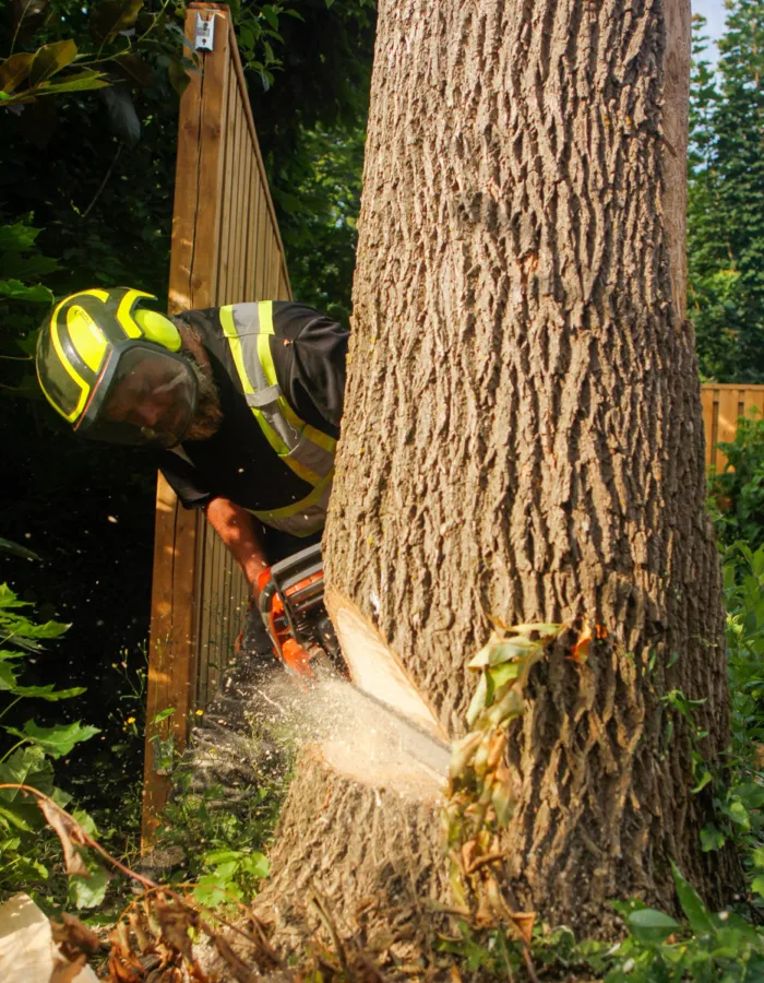 MG 1011 Pointe-Claire ArboMTL