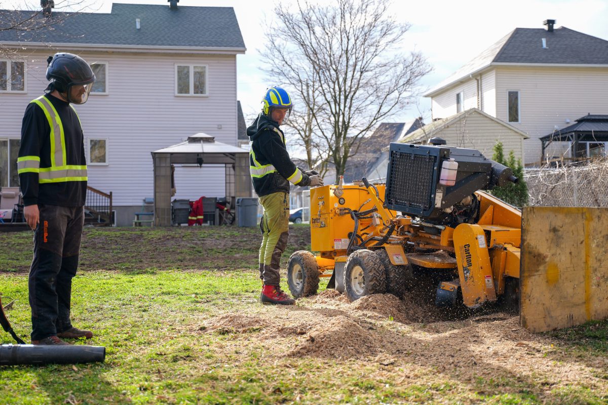 2024 04 tree stump grinding ndip 03 Arbo MTL