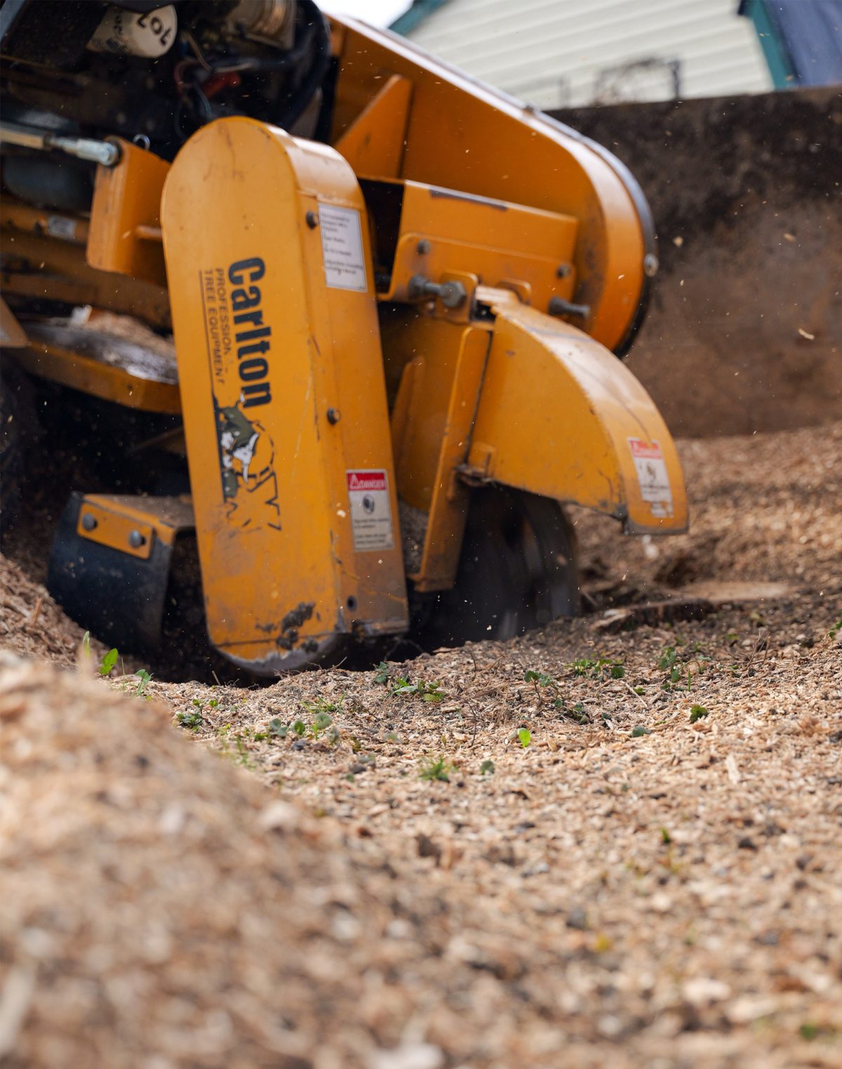 2024 04 tree stump grinding ndip 07 Arbo MTL