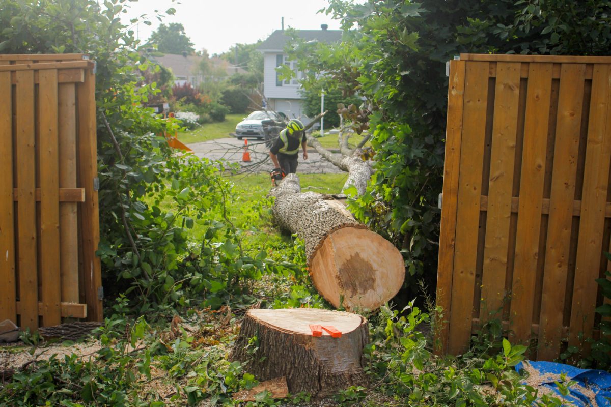 Mateo tree july 2022 1 Arbo MTL