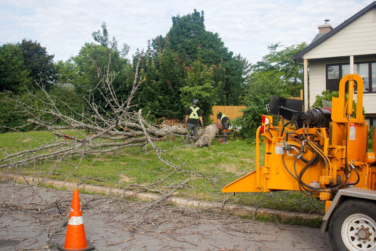 Mateo tree july 2022 2 Arbo MTL