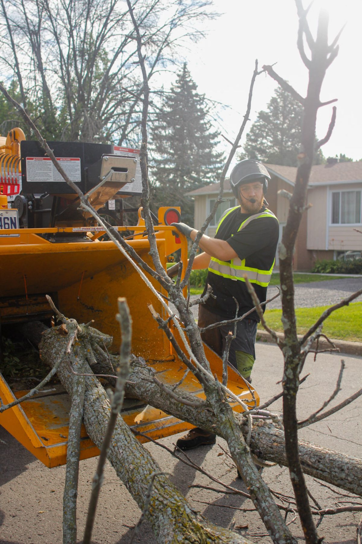 Mateo tree july 2022 5 mulch Arbo MTL