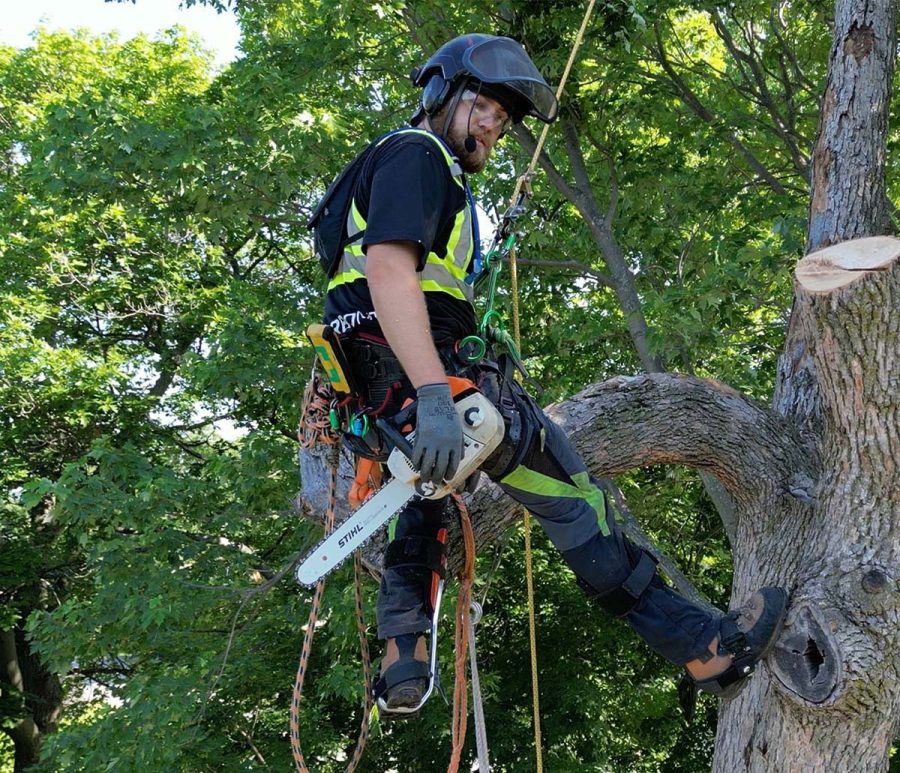 Contact us arbo mtl jimbo in tree cutting ash Arbo MTL