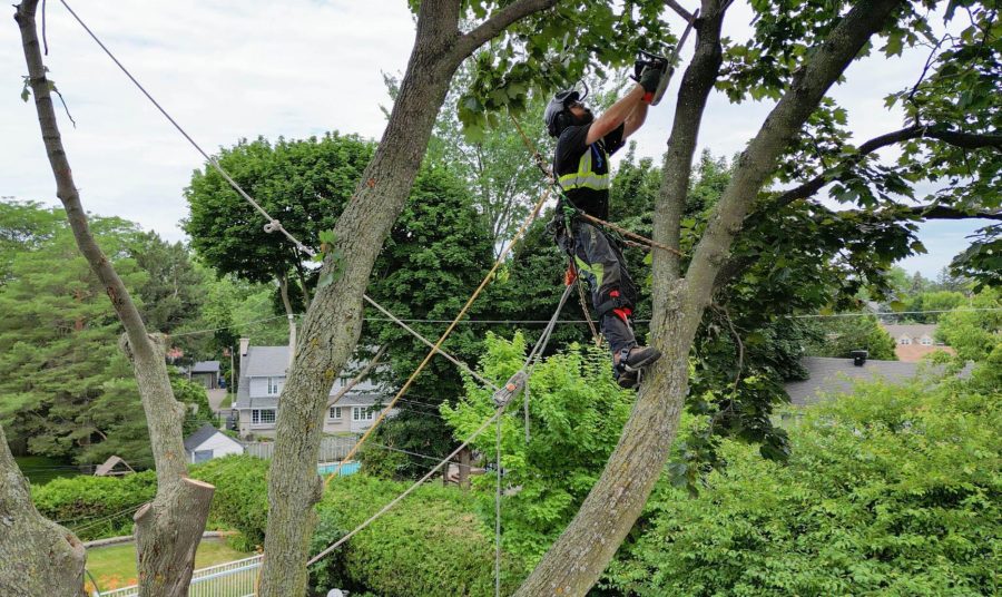 Pruning tree branches arbo mtl 2022 pointe claire
