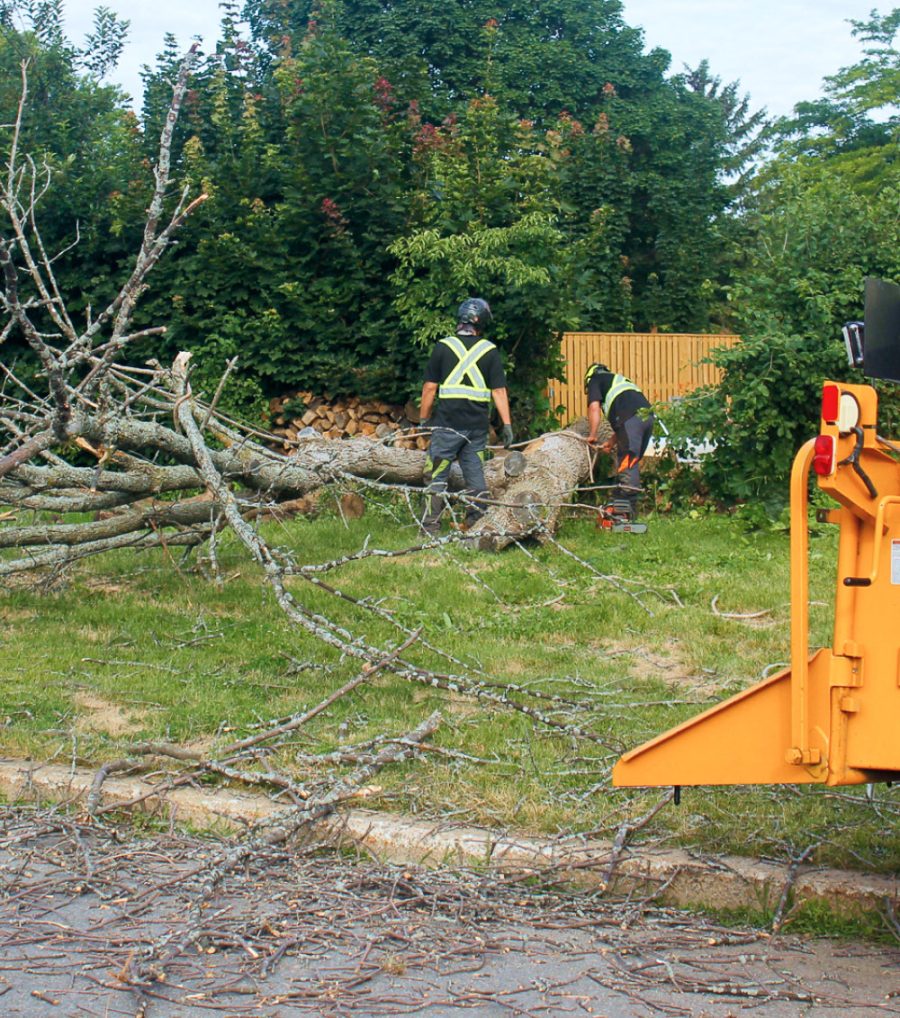 Tree removal ile perrot dead ashe tree